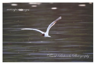SYS30104 - "Lakes 010"